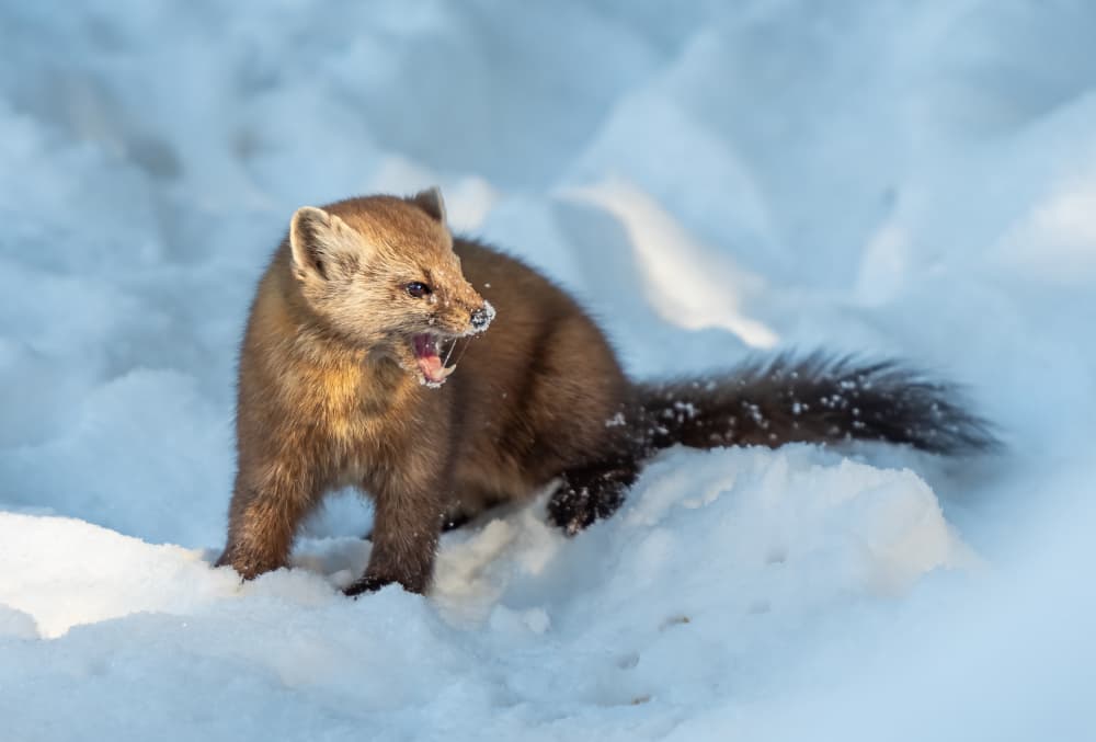 Fierce Marten in Snow by Leeian Dai — canvas wall art