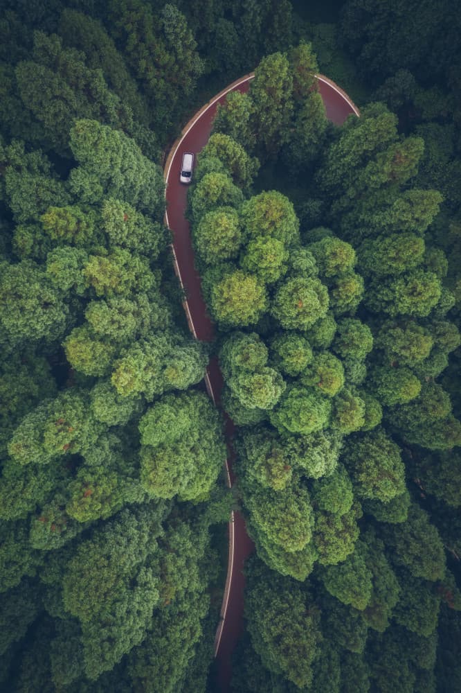 Winding Forest Road by TIANQI — canvas wall art