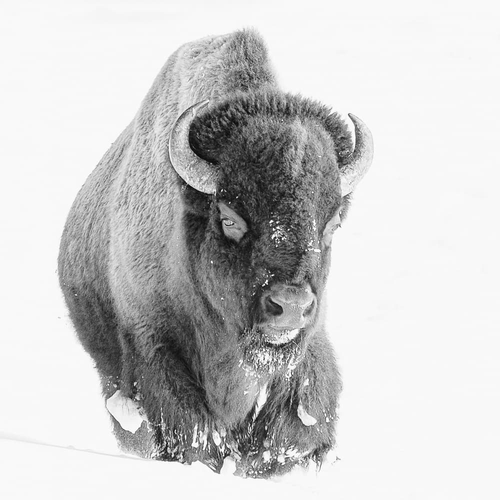 American Bison Winter by Bill Mugg — canvas wall art