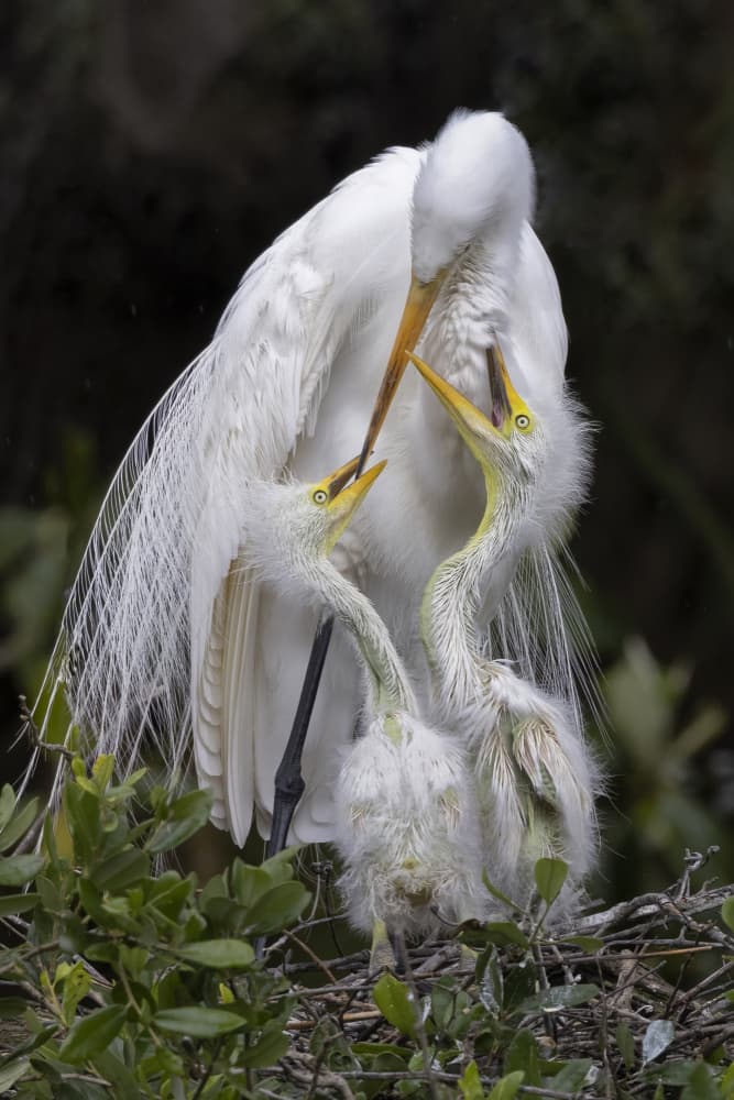 Egret Feeding Chicks by Linda D Lester — canvas wall art