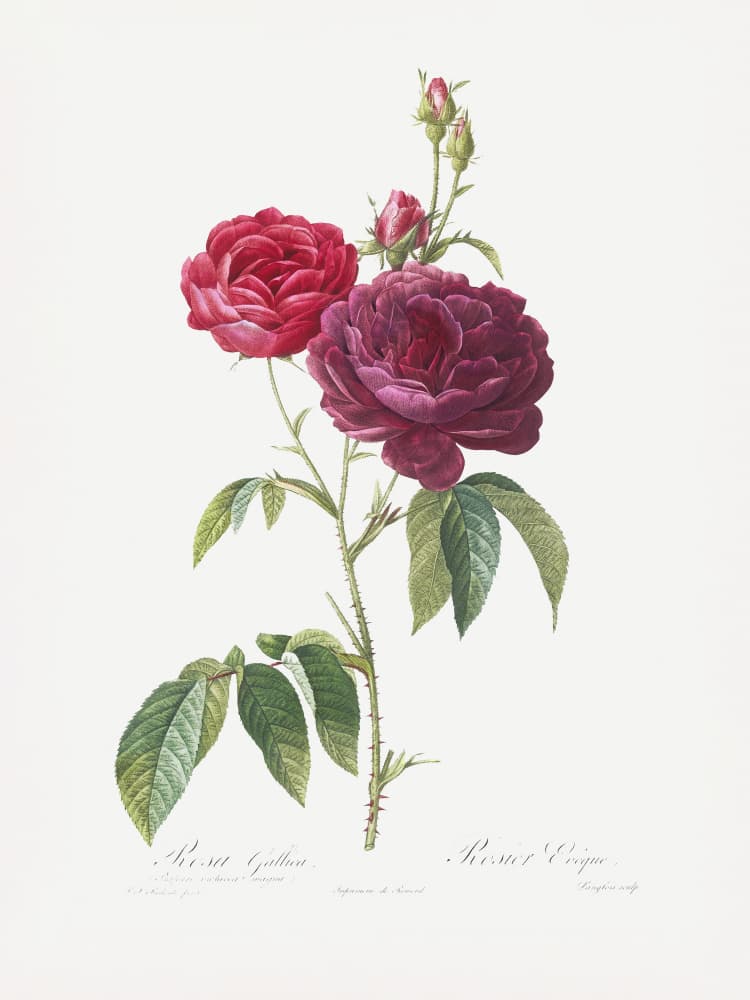 Purple French Rose, Les Roses (1817–1824) by Pierre-Joseph Redoute — canvas wall art