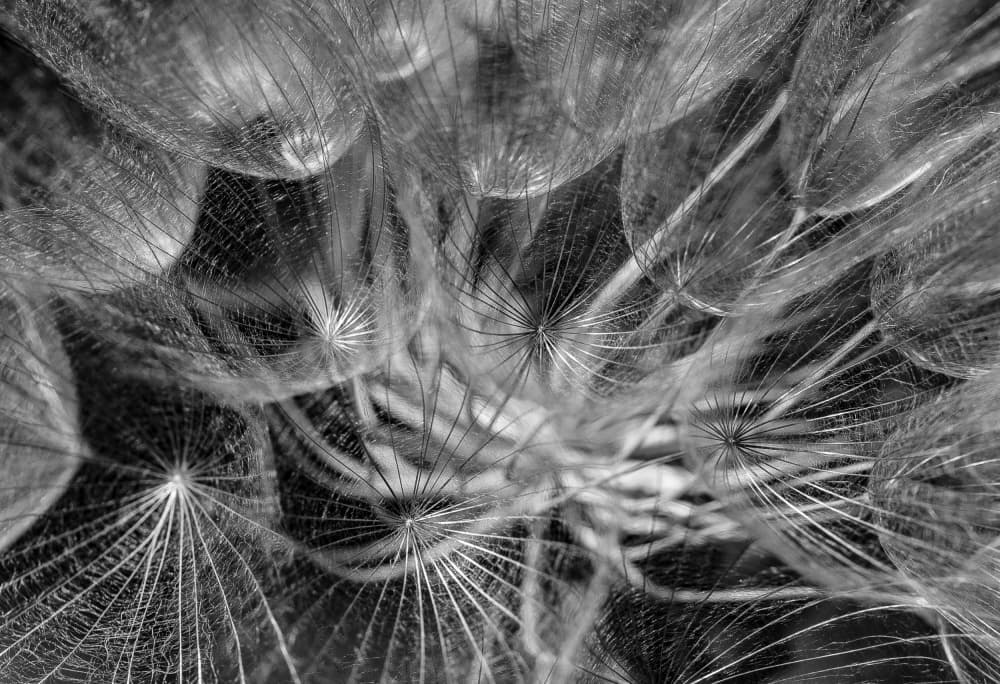Delicate Dandelion Seeds by Ilan Amihai — canvas wall art