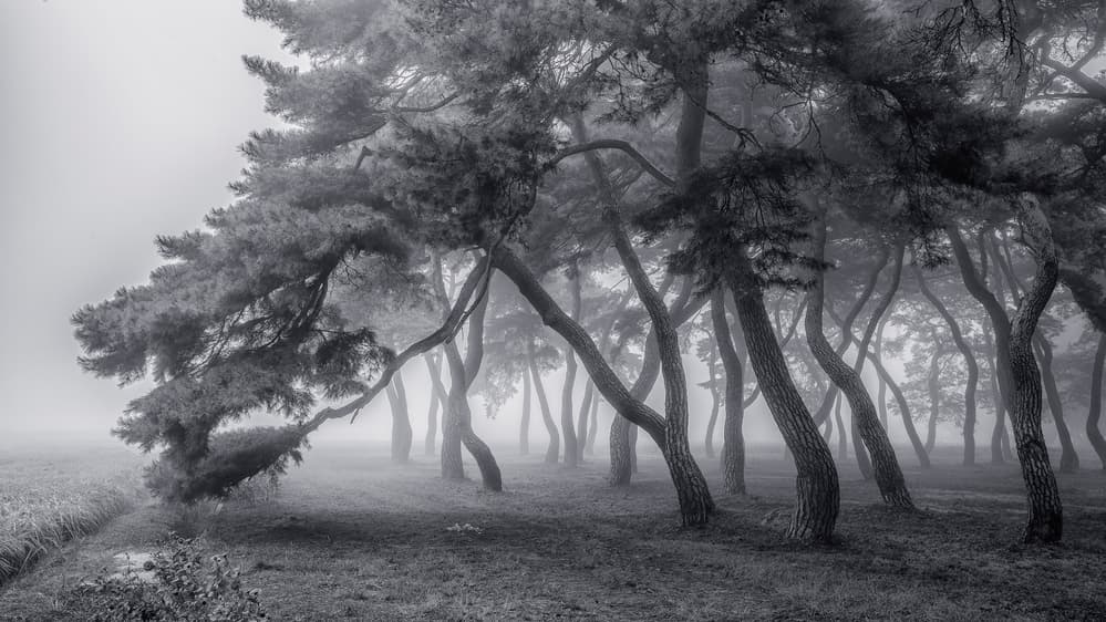 Curved Pines Fog by Tiger Seo — canvas wall art