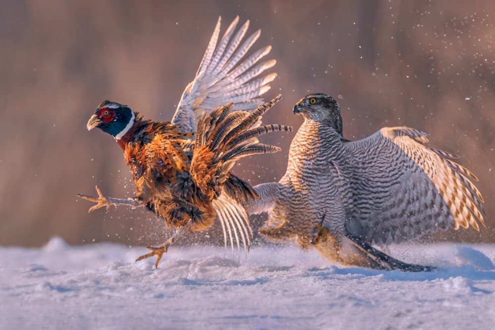 Pheasant Hawk Winter Chase by Mei Hu — canvas wall art