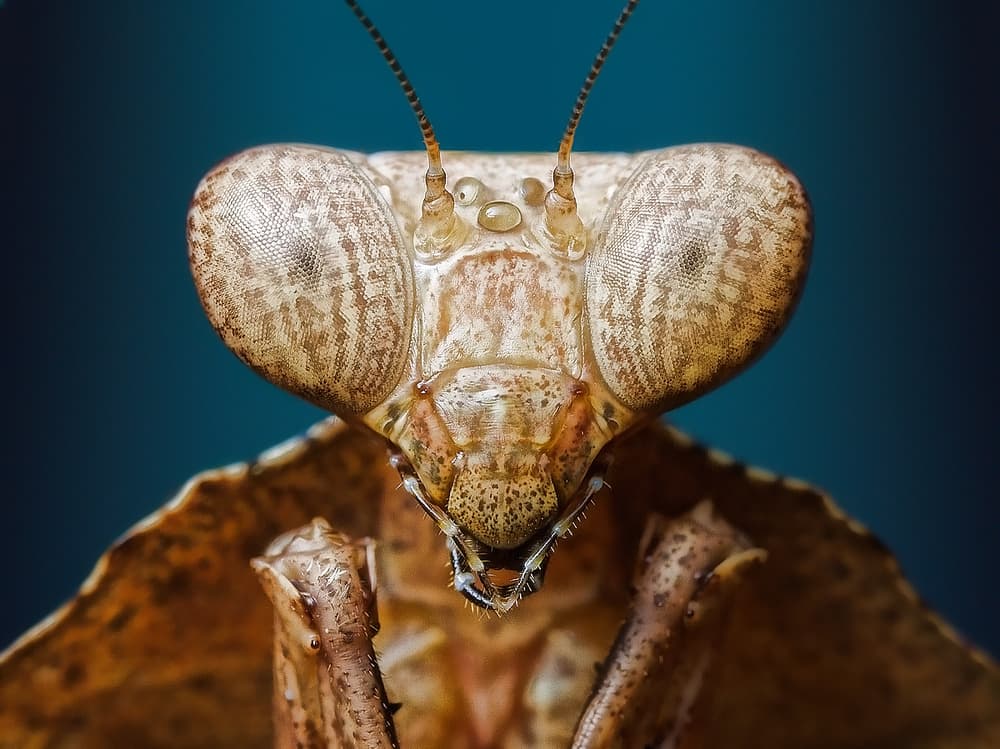 Fascinating Mantis Portrait by Jimmy Hoffman — canvas wall art