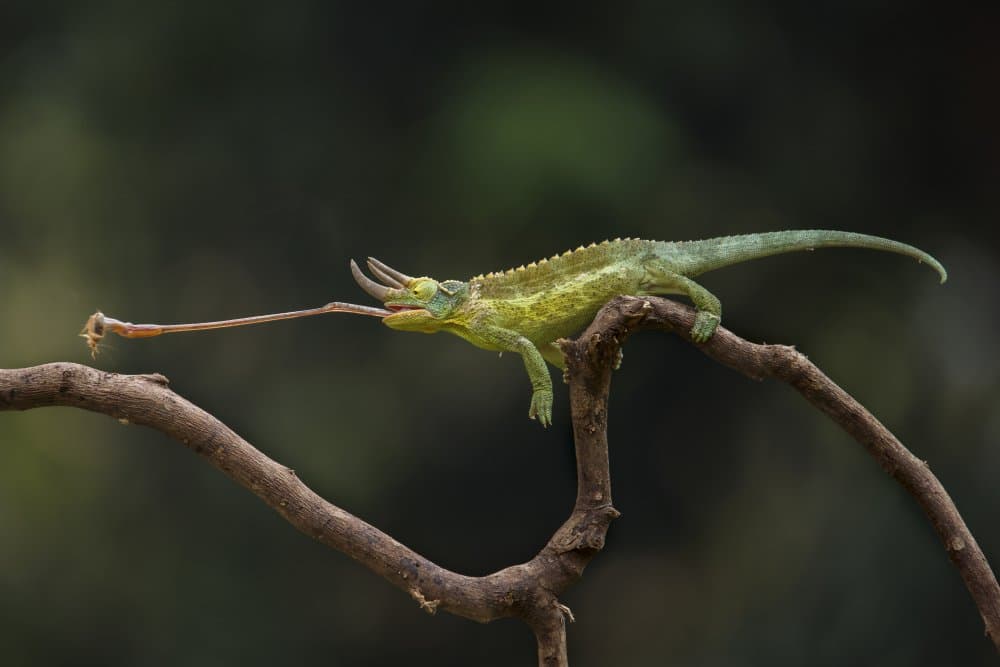 Chameleon Tongue Action by Gatot Herliyanto — canvas wall art