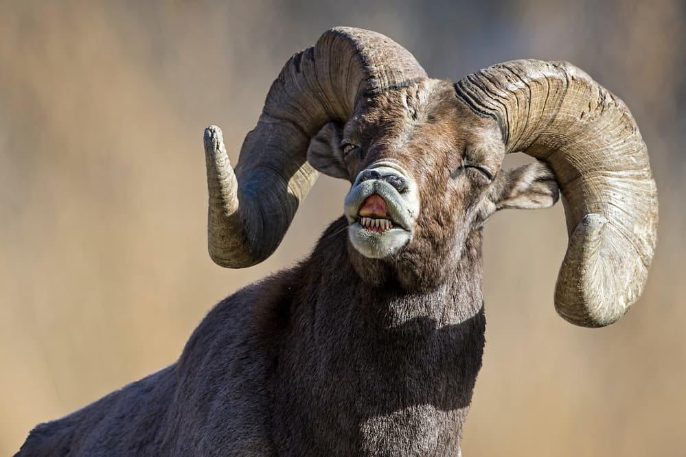 Quirky Bighorn Ram by verdon — canvas wall art