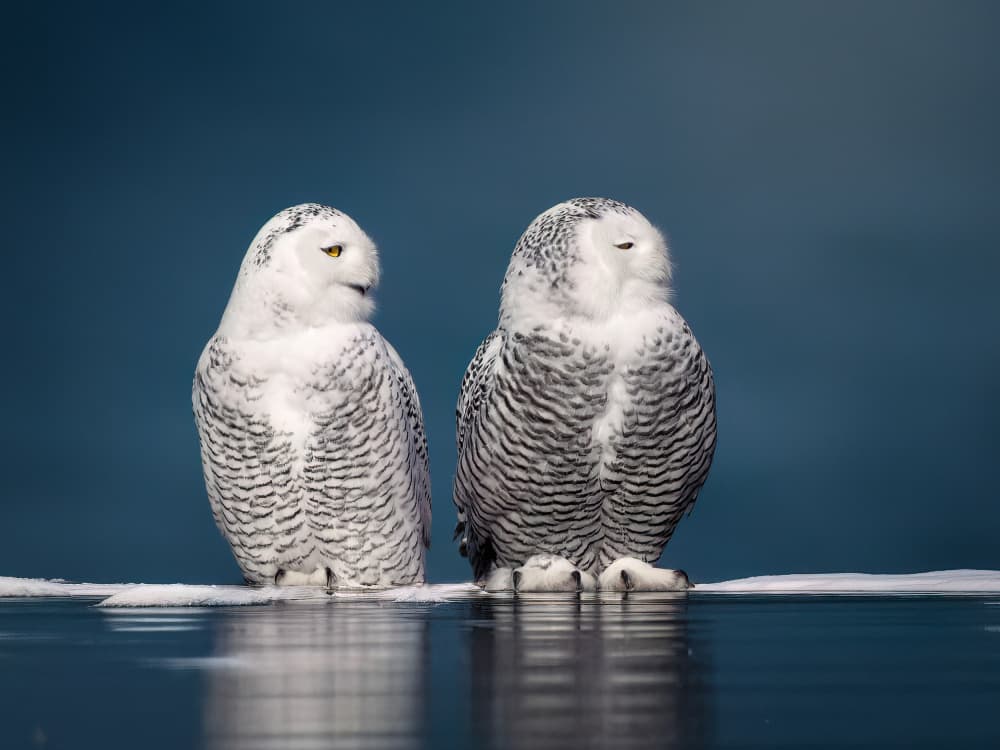 Snowy Owls Pair by Robert Zhang — canvas wall art