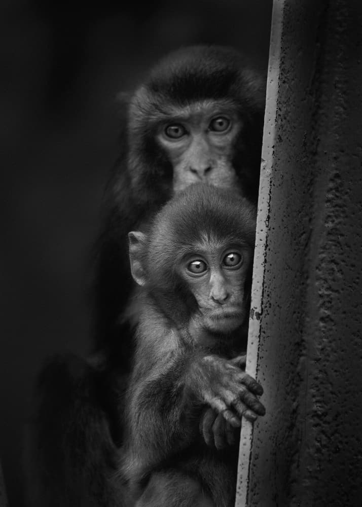 Curious Monkey Pair by Kaisyakuji Yushi — canvas wall art