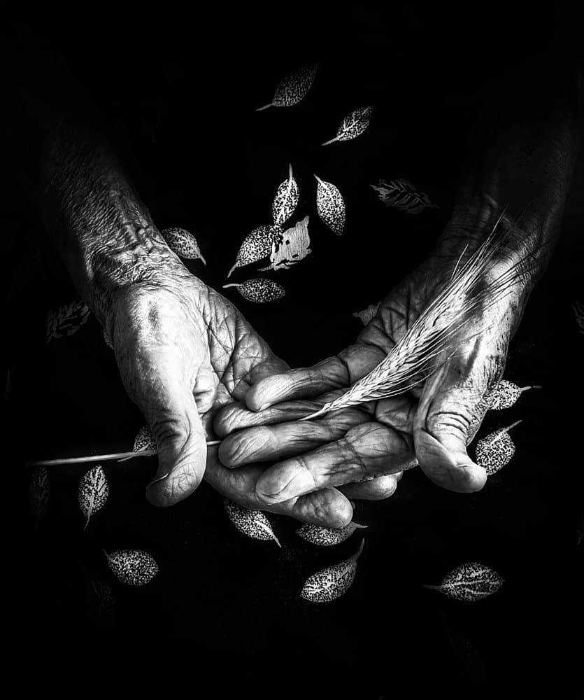 Elderly Hands Nature's Embrace by Ingrida Urbonavičienė — canvas wall art