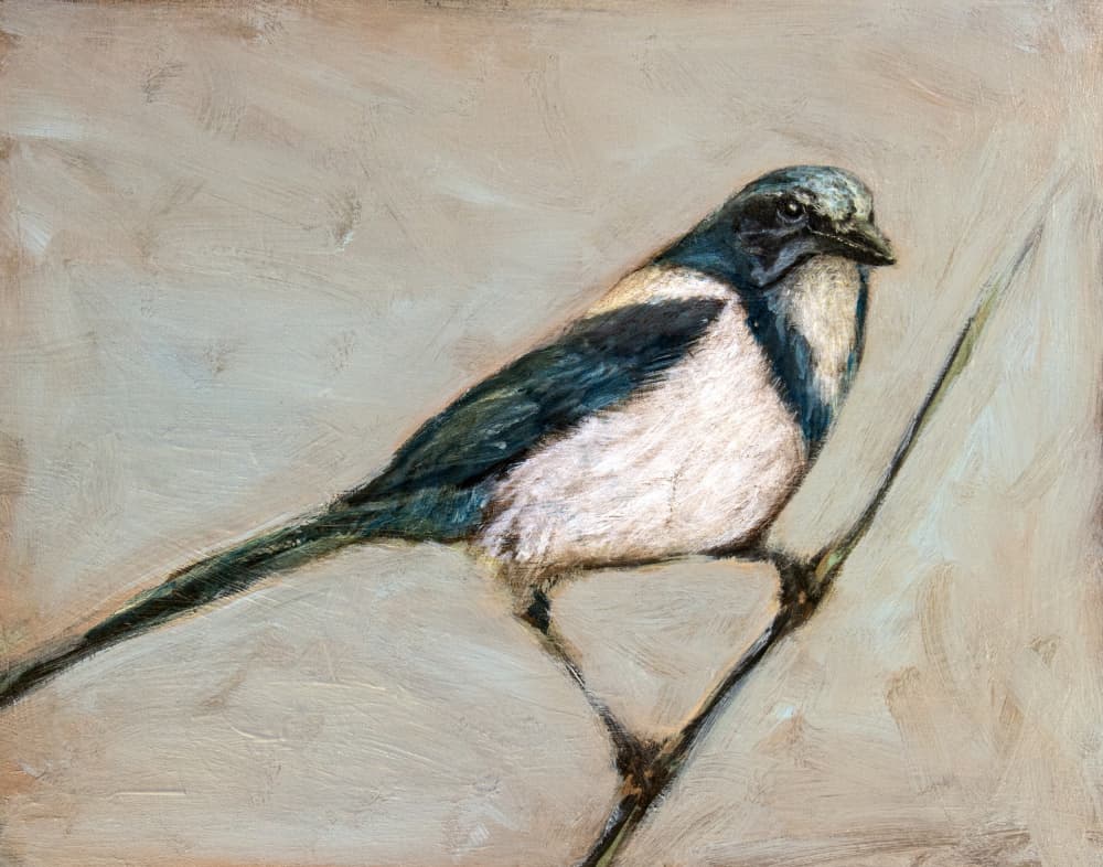 Quiet Magpie on Branch by Claire Lerner — canvas wall art