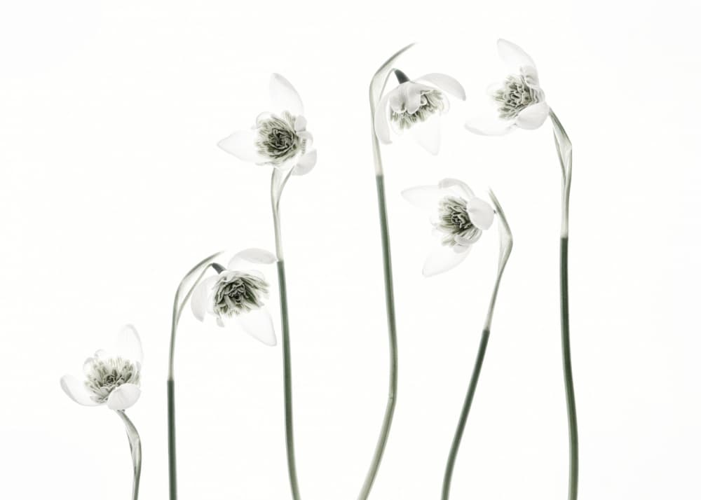 Fresh Snowdrop Flowers by Lotte Grønkjær — canvas wall art