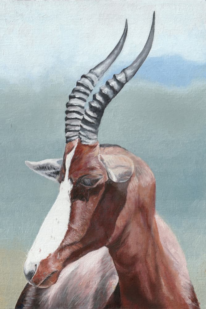 Majestic Blesbok Antelope by Viccy Wanliss — canvas wall art