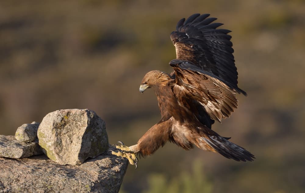Majestic Eagle Landing by Rayco — canvas wall art