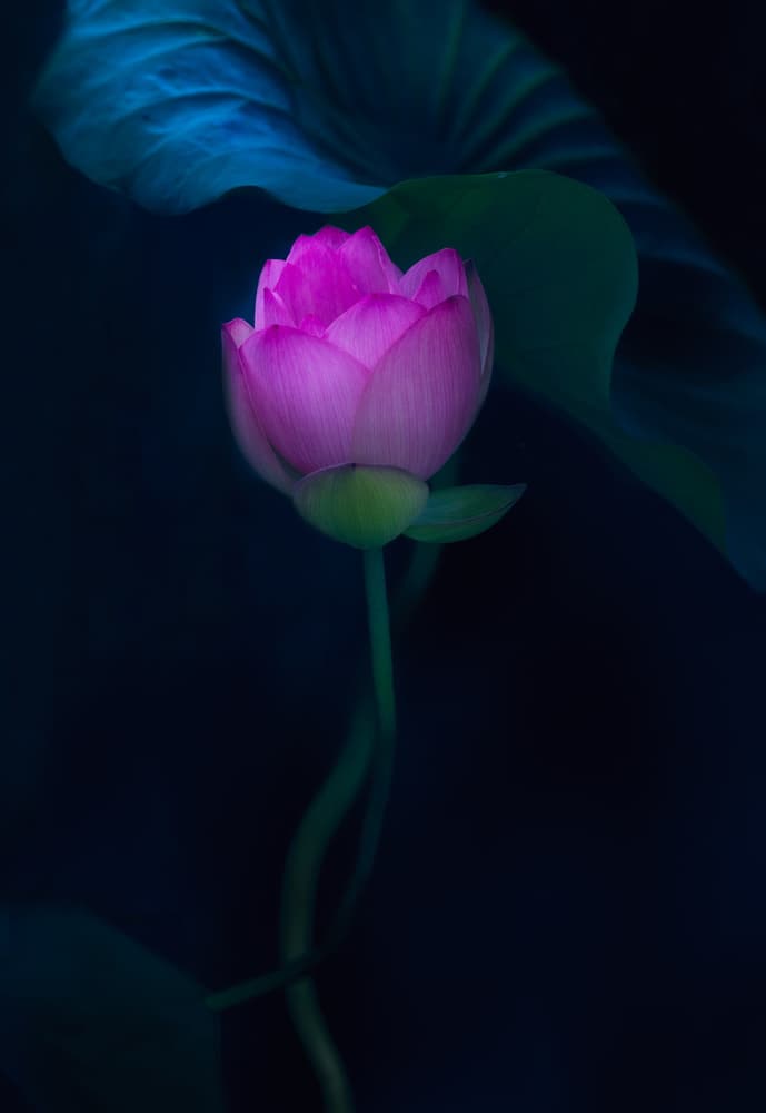 Serene Pink Lotus by Yanny Liu — canvas wall art