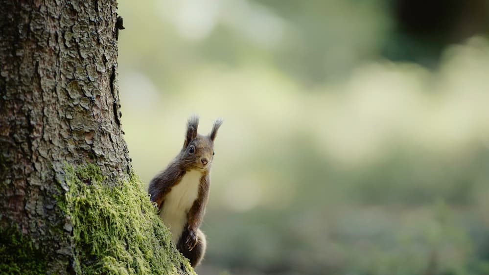 Curious Forest Squirrel by Hannes Bertsch — canvas wall art
