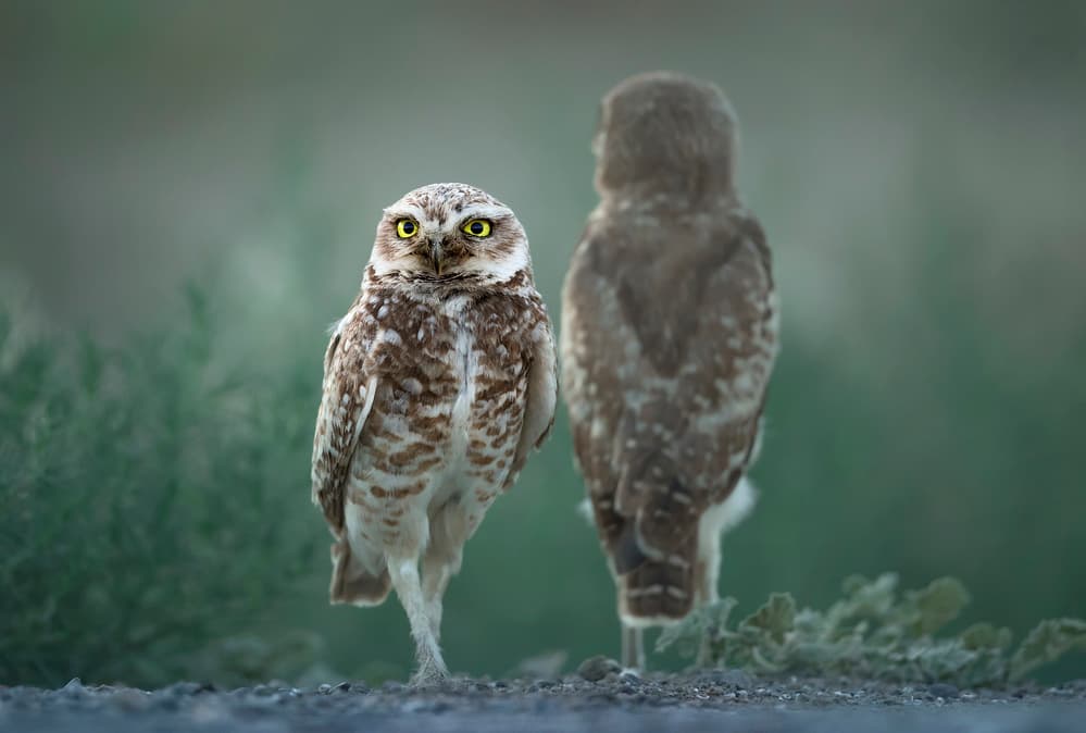 Watchful Burrowing Owls by Fion Wong — canvas wall art