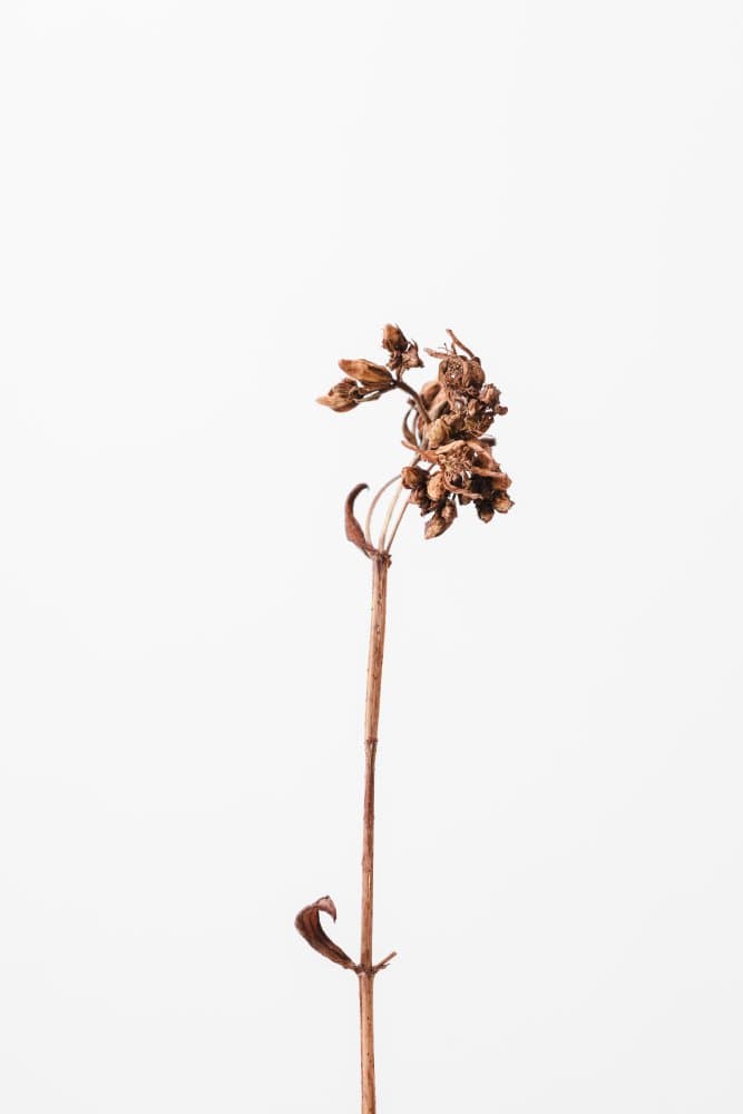 Dried Botanical Grace by Pictufy Studio III — canvas wall art