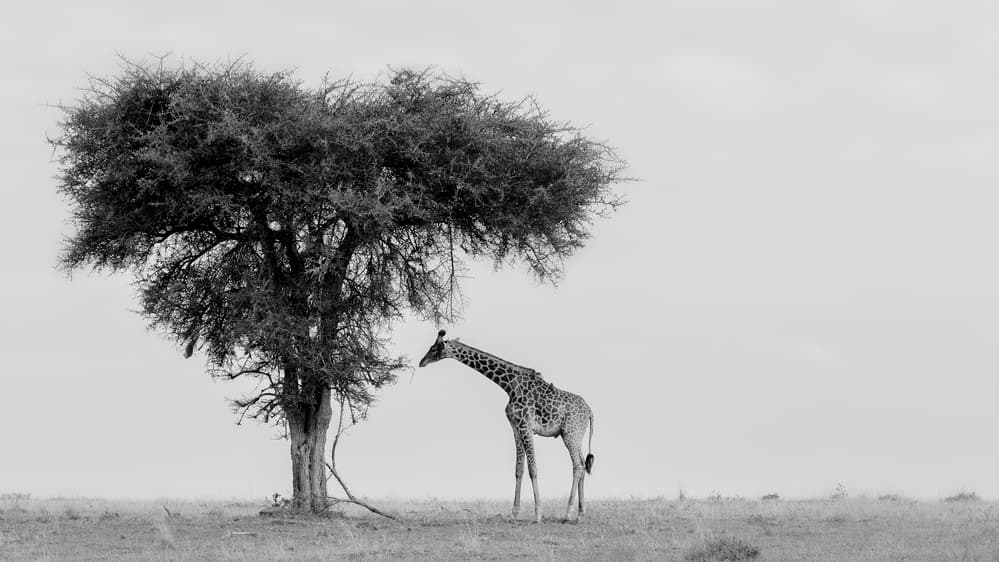 Giraffe Under Acacia Tree by Phillip Chang — canvas wall art
