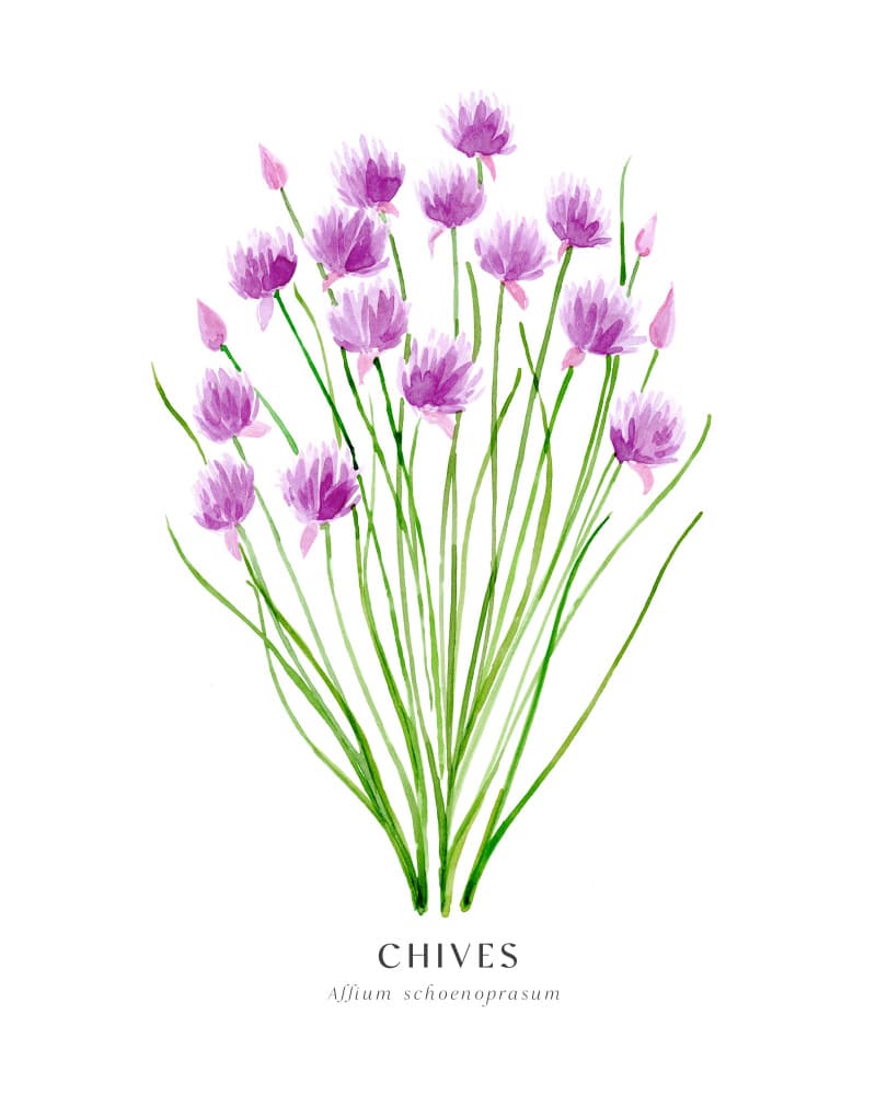 Purple Chives Flowers by Rosana Laiz Blursbyai — canvas wall art