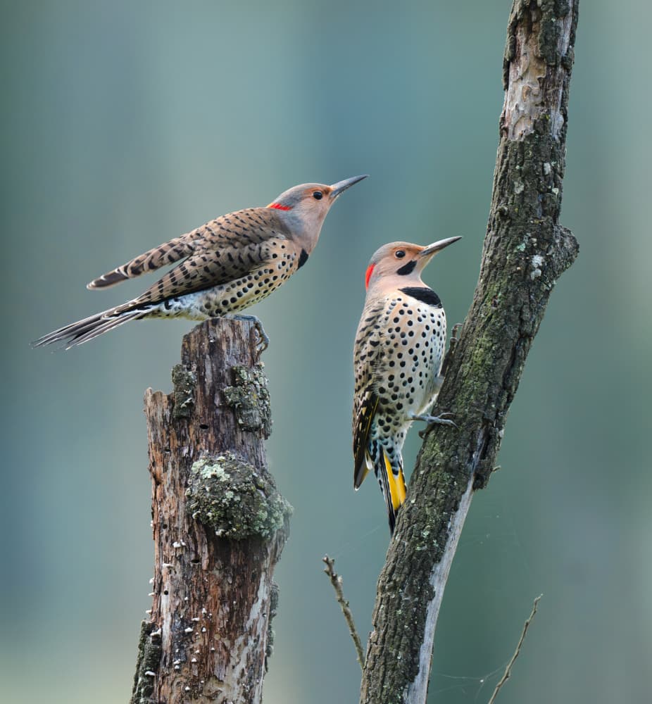 Northern Flickers Together by Catherine Wang — canvas wall art