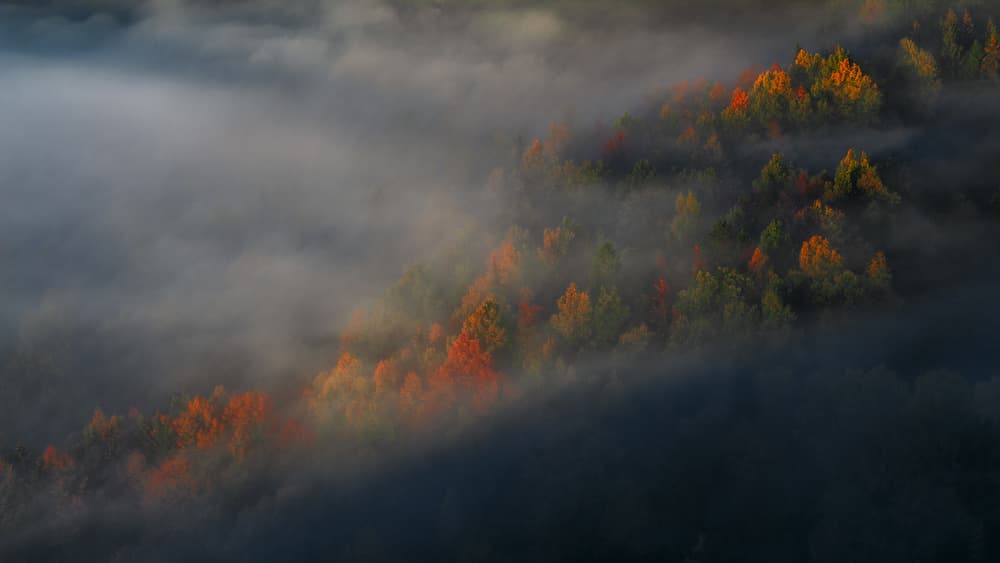 Misty Autumn Forest by Izabela Laszewska-Mitrega / Darek Mitręga — canvas wall art
