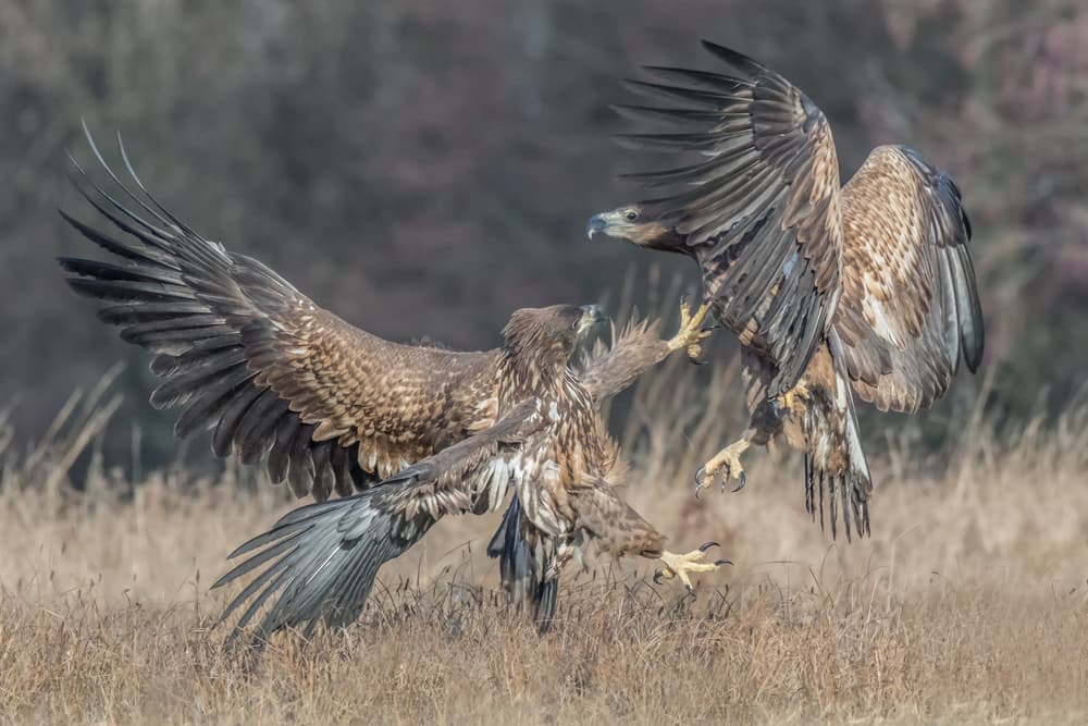 Wild Eagle Clash by Massimo Tamajo — canvas wall art