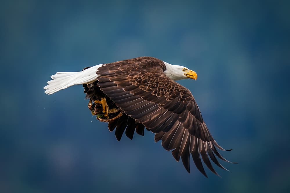 Majestic Eagle in Flight by David H Yang — canvas wall art