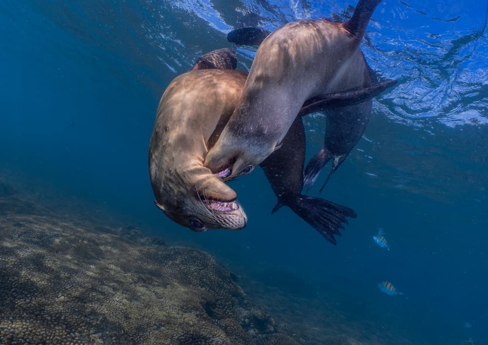 Playful Sea Lions Underwater by Jennifer Lu — canvas wall art