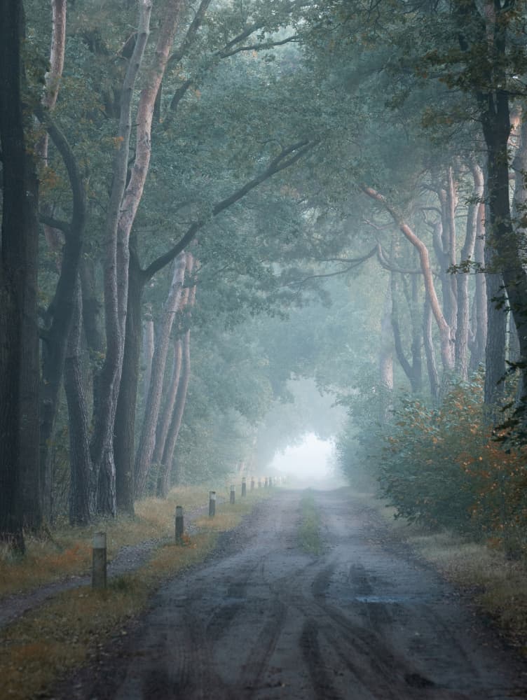 Misty Forest Road by Ria Groot Zevert — canvas wall art