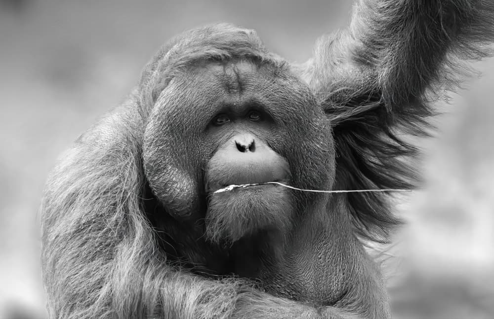 Thoughtful Orangutan Portrait by Sunil Kulkarni — canvas wall art
