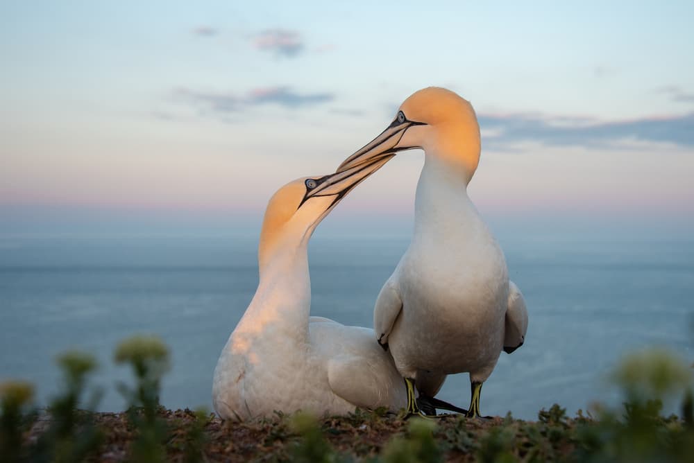 Tender Gannet Pair by Piet Haaksma — canvas wall art