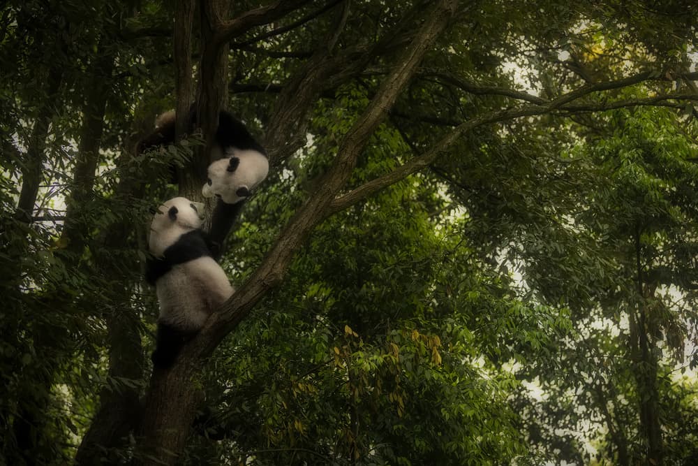 Playful Pandas Climbing Tree by Roberto Marchegiani — canvas wall art