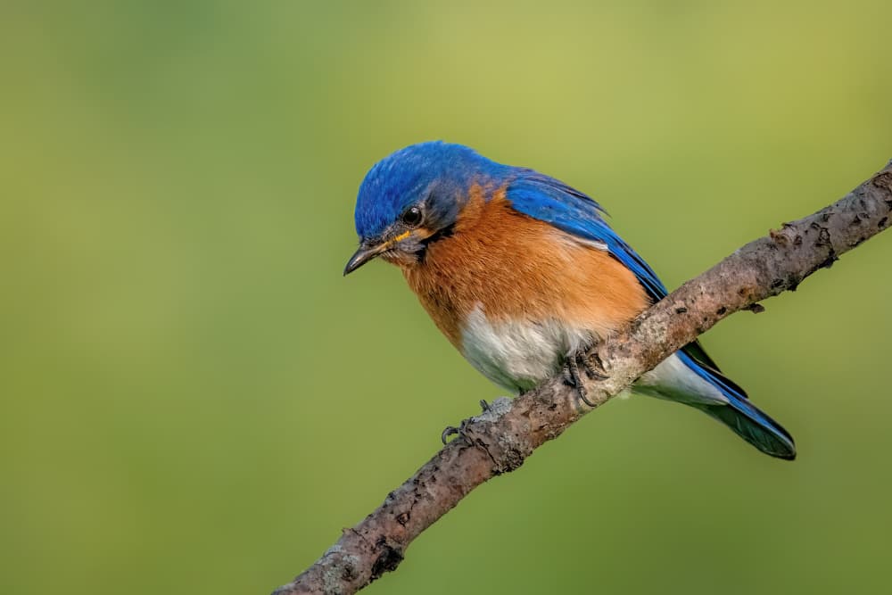 Eastern bluebird by Jacob (Jian) Xu — canvas wall art