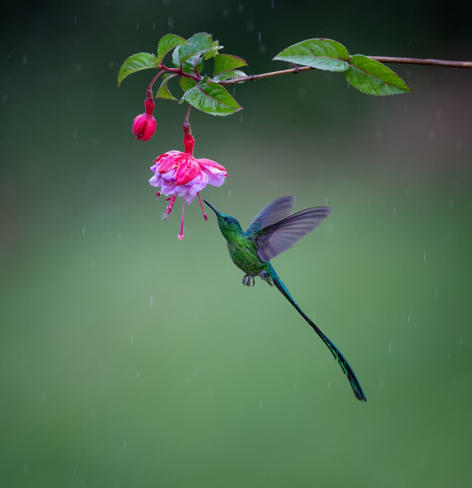 Hummingbird and Fuchsia in Rain by Xiaojian Huang — canvas wall art