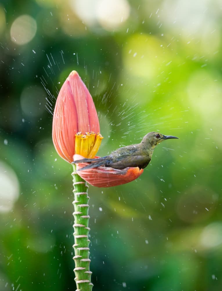 Tropical Bird Bath by Tran Van Truong — canvas wall art