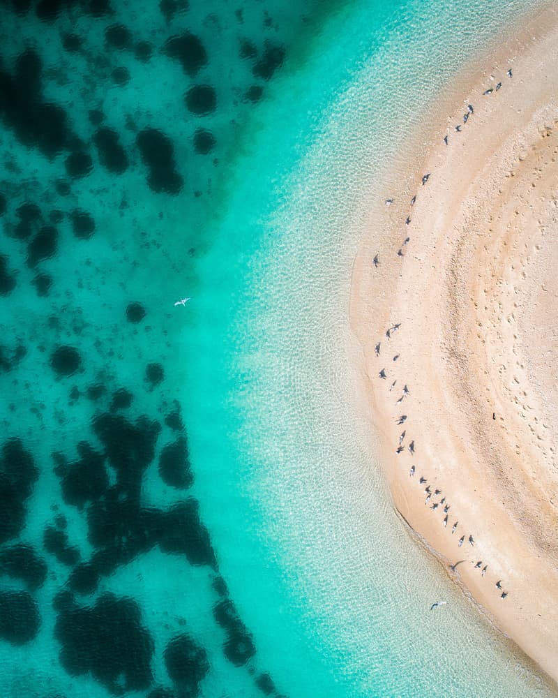 Penguins on Turquoise Beach by Faisal ALnomas — canvas wall art