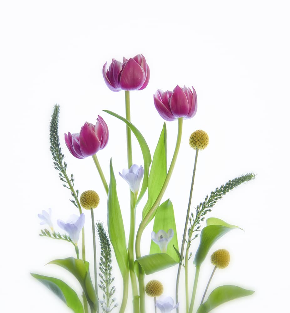 Fresh Spring Tulips by Catherine Wang — canvas wall art