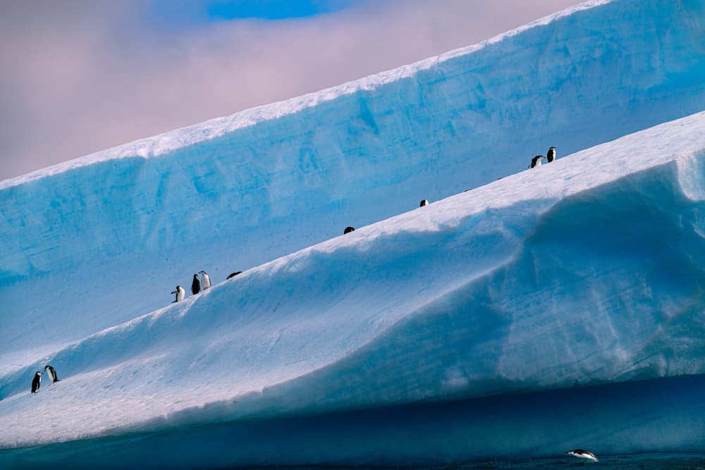 Penguins on Blue Ice by Wenjin Yu — canvas wall art