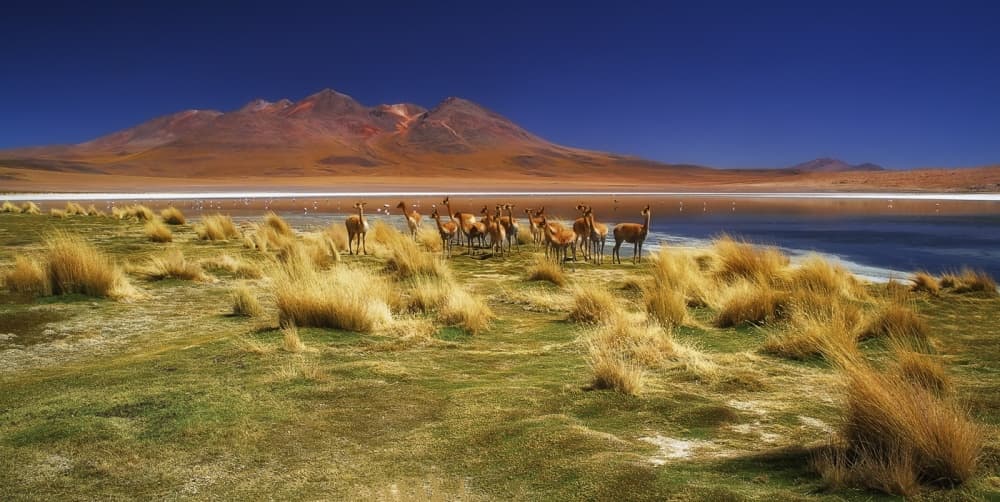 Vicuñas Desert Lake by Margarita Chernilova — canvas wall art