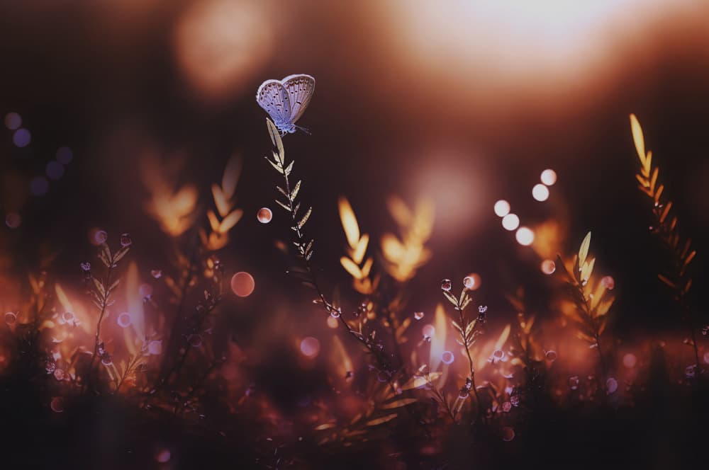 Blue Butterfly Dream by Edy Pamungkas — canvas wall art