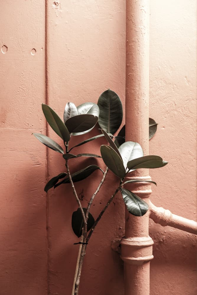 Botanical Blush by Shot by Clint — canvas wall art