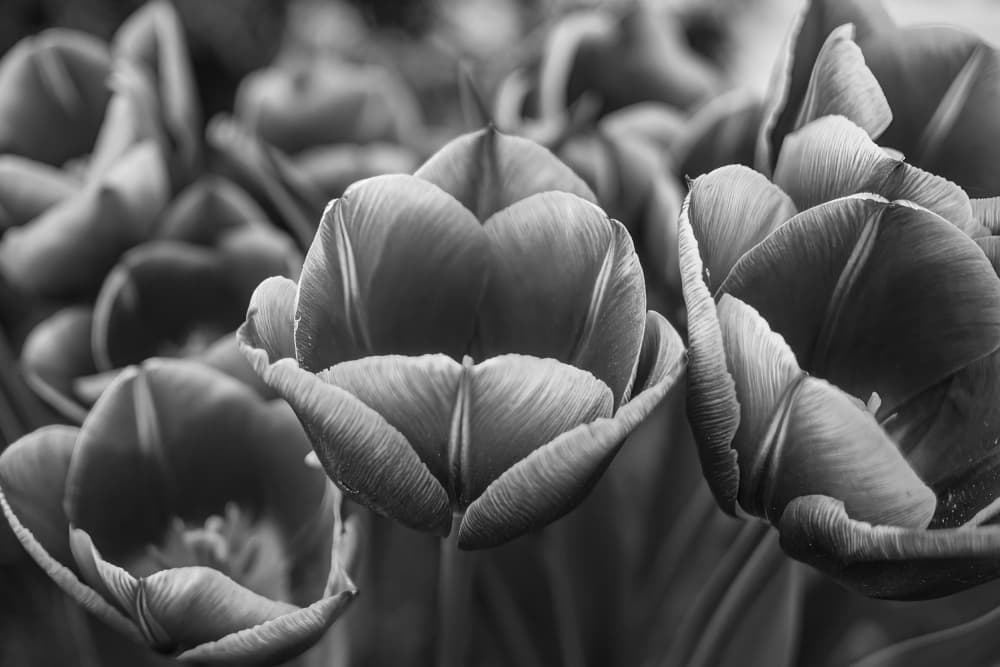 Elegant Tulip Blooms by KajaG — canvas wall art