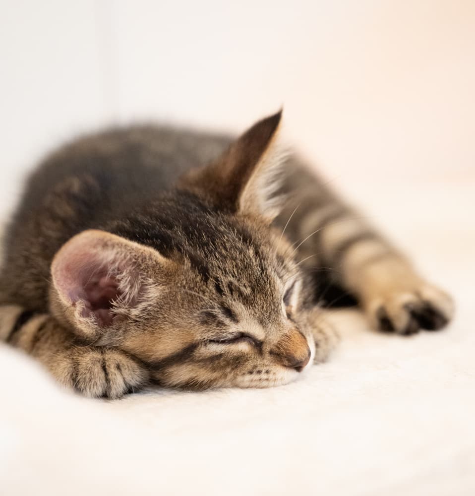 Sleeping Tabby Kitten by KONDOU Kazumasa — canvas wall art