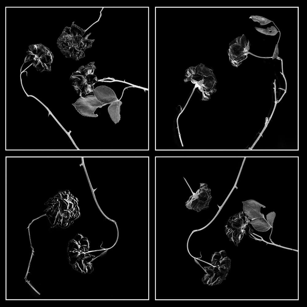 Withered Rose Study by Katarina Holmström — canvas wall art