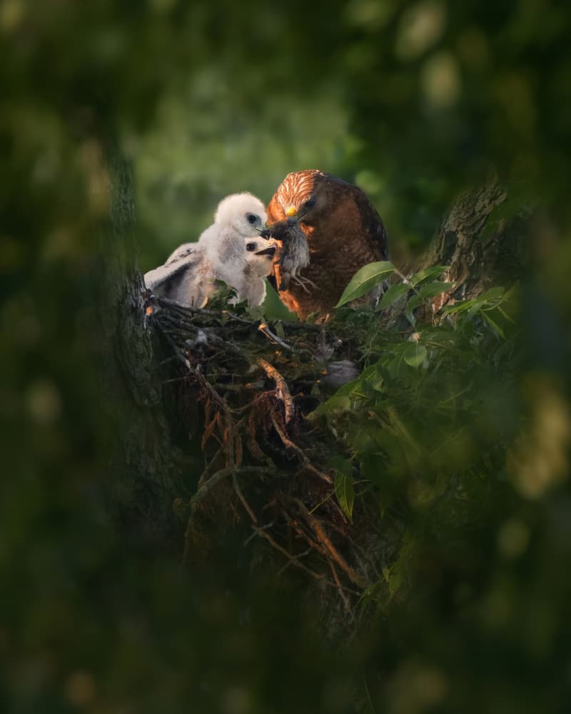 Parent Hawk Feeds Chick by Qing Zhao — canvas wall art
