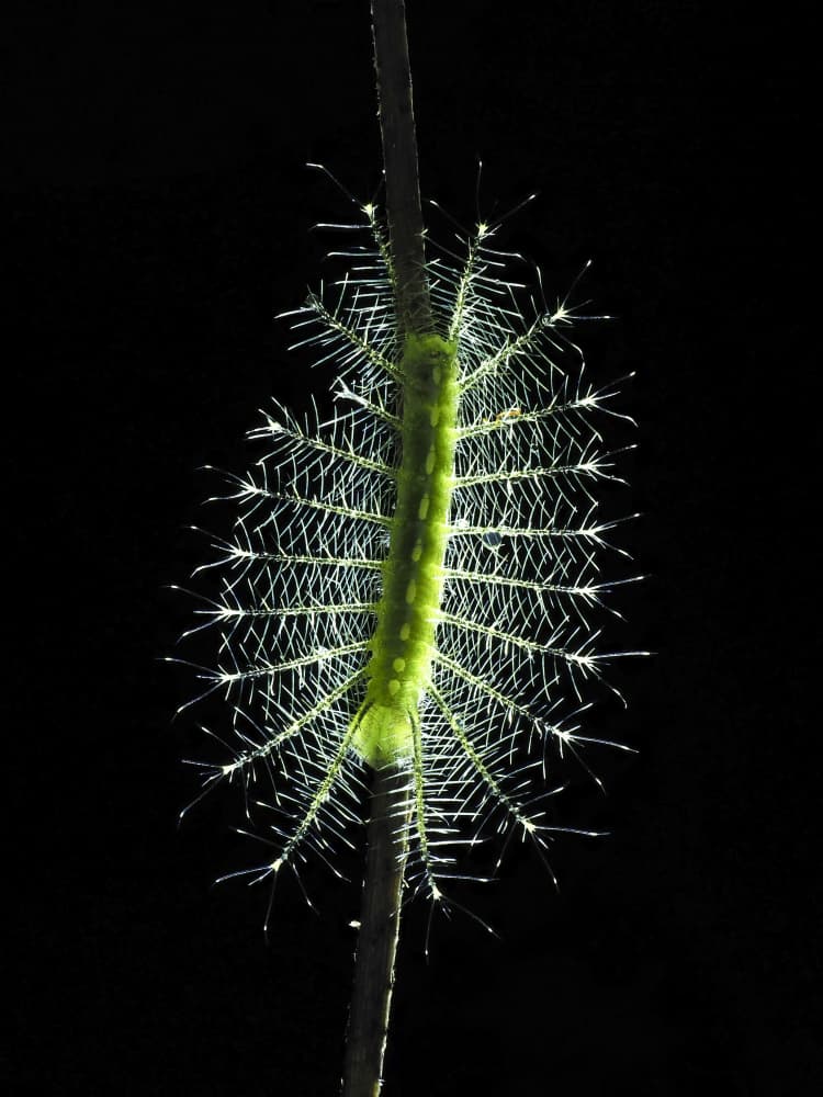 Glowing Green Caterpillar by HuongHoang — canvas wall art