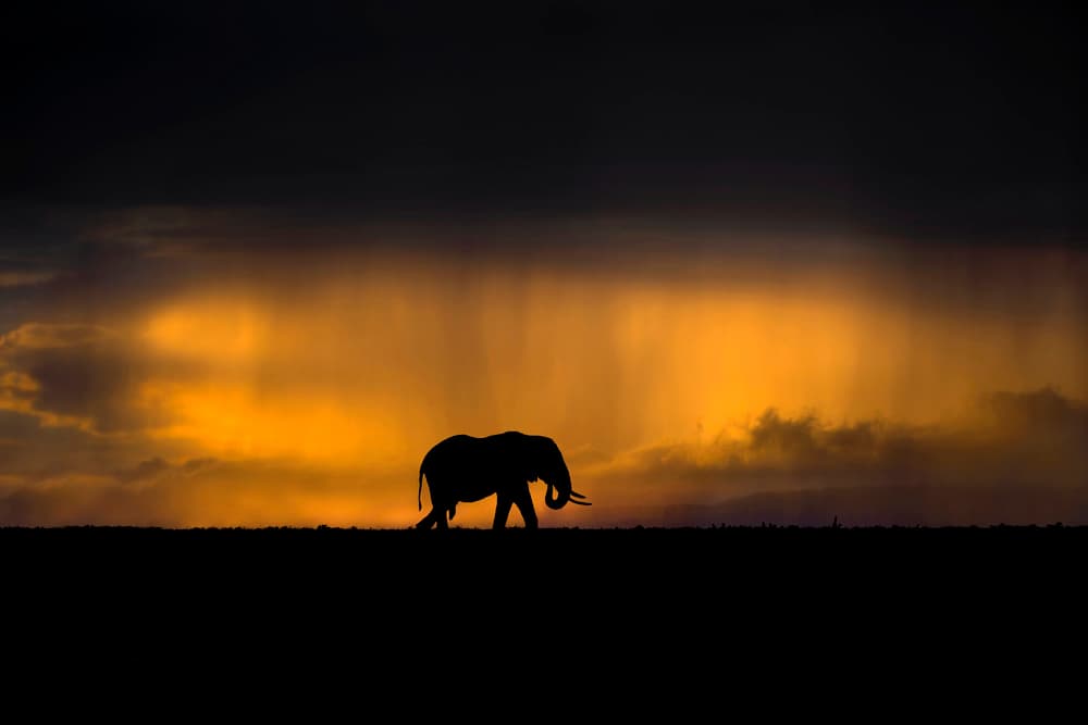 Elephant Rain Sunset by Xavier Ortega — canvas wall art