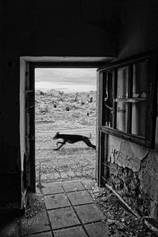 Running Dog Through Ruins by Jose C. Lobato — canvas wall art