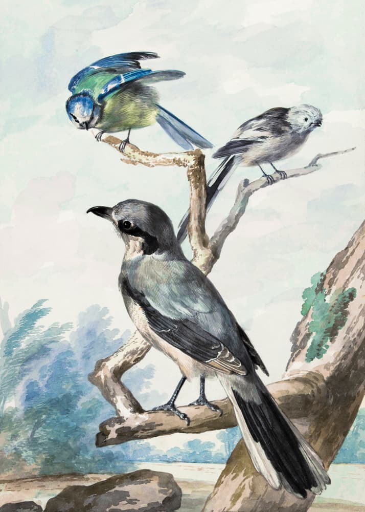 Three Birds by Aert Schouman — canvas wall art